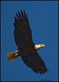 _0SB0617 american bald eagle
